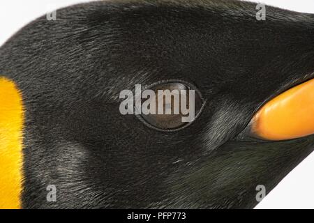 Manchot royal (Aptenodytes patagonicus), close-up sur les yeux Banque D'Images