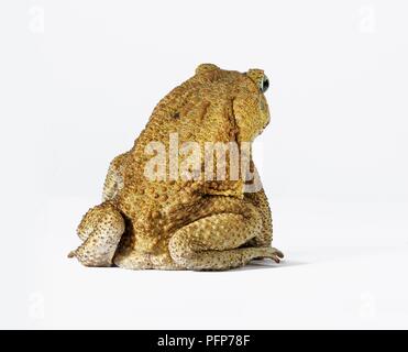 Cane Toad (Bufo marinus), vue arrière montrant la peau verruqueuse Banque D'Images