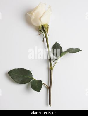 Une rose blanche Banque D'Images