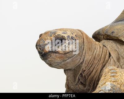 Tortue géante d'Aldabra (Geochelone gigantea) tête de profil montrant la peau sèche et l'œil sur le cou de pliage Banque D'Images