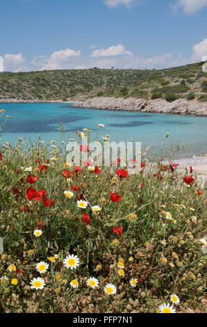 Greece, Chios island, Agia Dynami beach, poppies and daisies growing on beach Banque D'Images