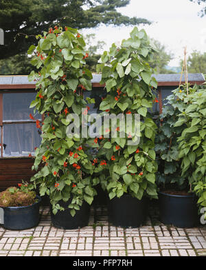 Haricot (Phaseolus coccineus) plantes croissant dans de grands pots de plantes on patio Banque D'Images