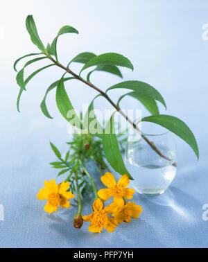 Oeillet d'Inde (Tagetes patula), de la tige avec des feuilles en verre d'eau, jaune et des fleurs, close-up Banque D'Images