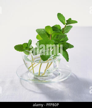 Mentha spicata Menthe douce, Jardin, feuilles branches dans du verre verre contenant de l'eau. Banque D'Images