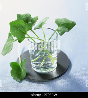 Branches de l'oseille fraîche française en verre de l'eau Banque D'Images