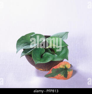 Houttuynia cordata, feuilles vertes en pot, et l'Houttuynia cordata 'Chameleon', single, feuilles panachées vert et rouge Banque D'Images