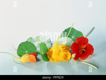 Tropaeolum majus, capucine ou Indian Cress, couper l'orange et le rouge des fleurs et feuilles vertes orbiculaire, Close up. Banque D'Images