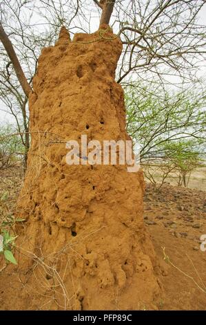 La Vallée du Rift, au Kenya, près de Magadi, termitière construit autour d'un arbre Banque D'Images