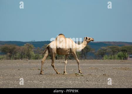 Au Kenya, près de Maikone, Dromadaire (Camelus dromedarius) marche dans un paysage semi-aride Banque D'Images