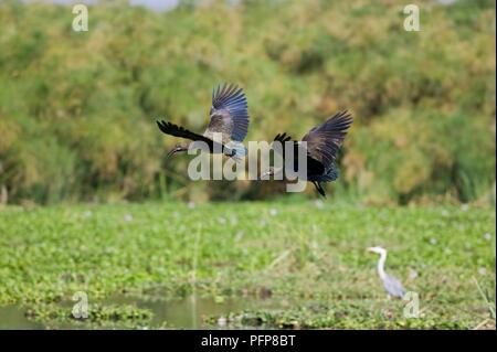 Kenya, vallée du Rift, paire d'Ibis hagedash (Bostrychia hagedash) en vol le long de la côte de l'Île Crescent dans le lac Naivasha Banque D'Images
