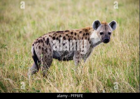 Kenya, Masai Mara National Reserve, l'Hyène tachetée (Crocuta crocuta) dans l'herbe, looking at camera Banque D'Images