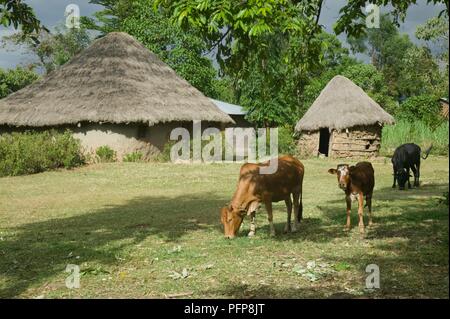 Kenya, Kakamega Forest National Reserve, petite ferme avec des huttes de boue et de chaume vaches qui paissent dans l'avant-plan Banque D'Images