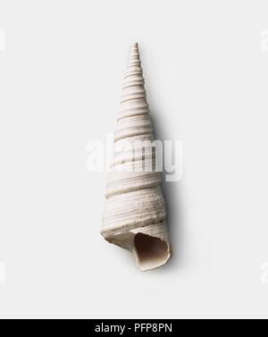 Archimediella pontoni (Turritella) shell, ère Pliocène Banque D'Images