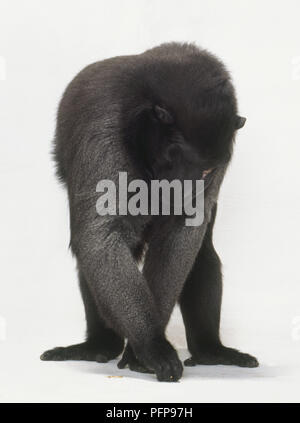 Les Célèbes Macaque, Macaca nigra, debout sur ses pattes, bras longs, descendant jusqu'à ramasser quelque chose par terre, en regardant attentivement, vue de face. Banque D'Images