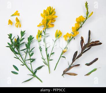 Genista tinctoria (Dyer's greenweed), des tiges de fleurs, fruits et feuilles Banque D'Images