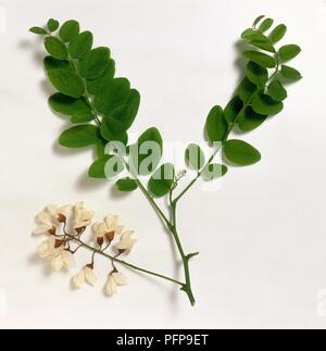 Faux Acacia (Robinia pseudoacacia), feuilles vertes et de fleurs blanches sur la tige Banque D'Images