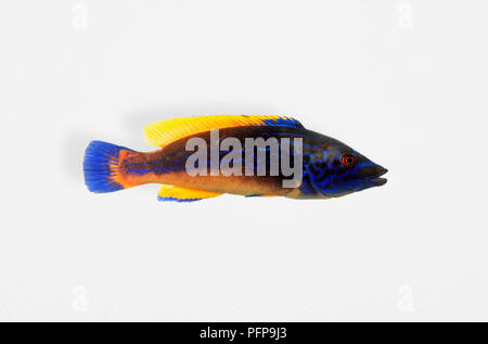 Cuckoo Wrasse (Labrus mixtus), homme Banque D'Images