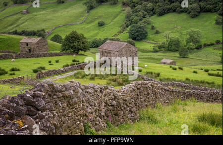 Swaledale dans le Yorkshire Dales National Park ses parties supérieures sont particulièrement remarquables en raison de son grand ancien domaine des granges en pierre calcaire , murs Banque D'Images