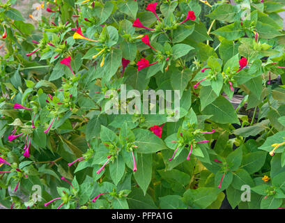 Close-up fleurs rouge et jaune des plantes ornementales Mirabilis jalapa plante en bleu heures de journée d'été. Banque D'Images