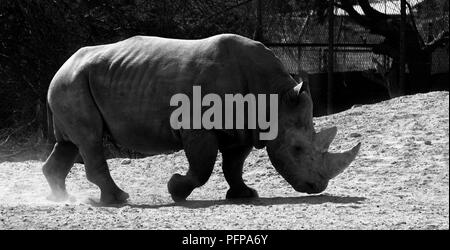 Rhino gris dans le Zoo d'Al Ain, ÉMIRATS ARABES UNIS Banque D'Images