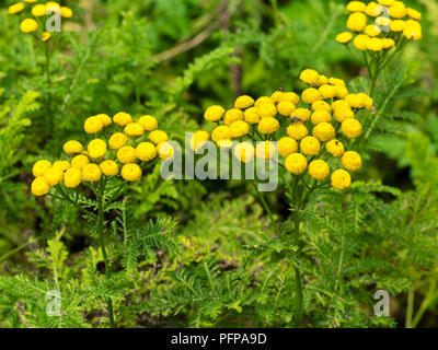 Bouton jaune fleurs et feuillages de ferny, tanaisie Tanacetum vulgare, une plante médicinale qui est toxique en grande quantité Banque D'Images