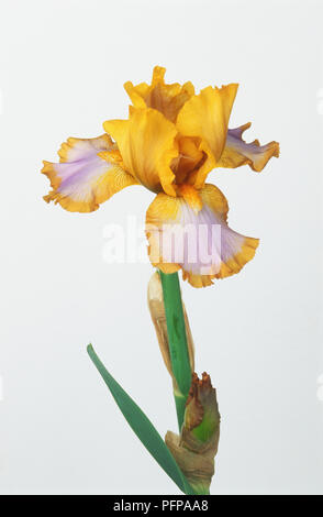 Iris 'Brown Lasso', jaune et blanc flowerhead Banque D'Images