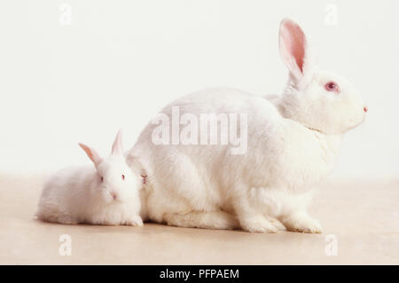 Femelle blanc Lapin (Oryctolagus cuniculus) debout devant ses chatons. Banque D'Images