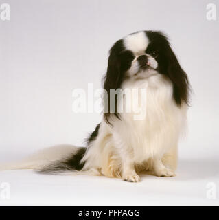 Un menton japonais assis chien avec de long cheveux noir et blanc moelleux. Banque D'Images