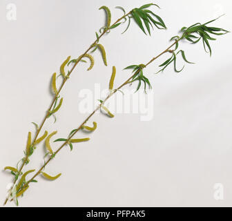 Salicaceae, Salix babylonica, Chinois saule pleureur, gris brun, avec tige longue et mince, affaissement des pousses, et les fleurs mâles avec des anthères jaunes, perdre de chatons. Banque D'Images