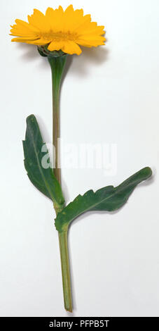 Chrysanthemum segetum, maïs marigold my sushi avec deux souches et les feuilles lobées disque jaune et rayons. Banque D'Images