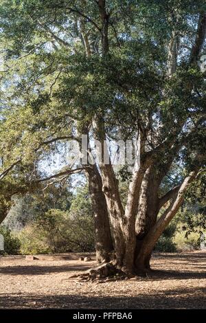 Vivre l'autre arbre de chêne, grand littoral sain chêne-vert avec des troncs multiples , Forest en Californie du sud, vertical Banque D'Images