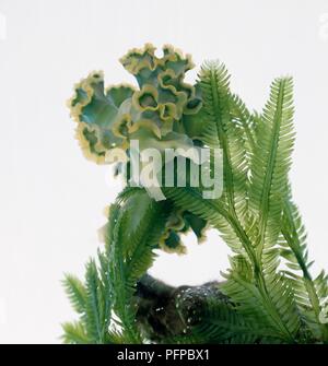 Slug Elysia crispata (laitue) se nourrissent d'algues, close-up Banque D'Images