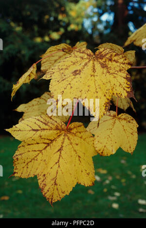 Acer le césium. Close up de l'érable à feuilles caduques feuilles jaune treelobed avec tiges rouge et brun veiné et violacé. Banque D'Images