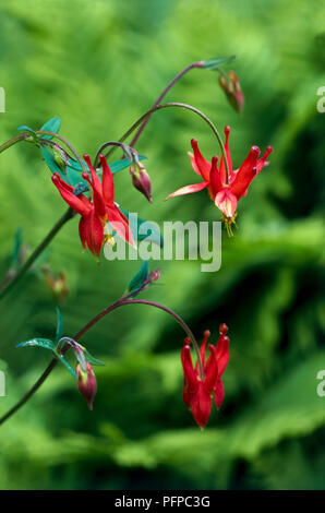 Aquilegia formosa var truncata (Crimson Columbine, dans l'ouest de Columbine), fleurs et boutons rouges sur tiges, close-up Banque D'Images