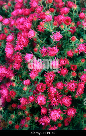 Aster novae-angliae 'Andenken un Alma Potschke', fleurs, bourgeons, déployée et déployant des pulvérisations, corymbe comme ray-fleurs, fleurs et feuilles vertes, close-up Banque D'Images