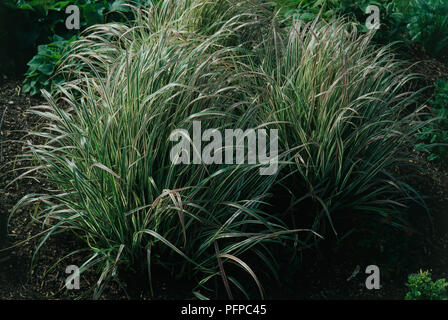 Calamagrostris x acutiflora 'Overdam' calamagrostis (varier), développé, feuilles panachées Banque D'Images