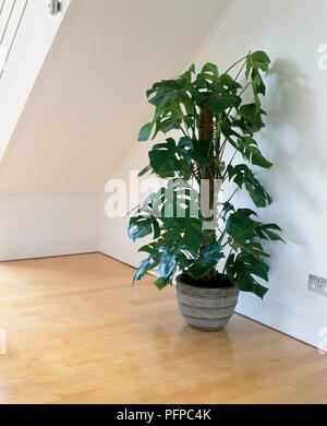 Monstera deliciosa (Swiss Cheese plant), plante dans la chambre au grenier, sur plancher en bois Banque D'Images