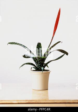 Vriesea splendens (Épée flamboyante) montrant l'inflorescence rouge et feuilles panachées, en pot en céramique Banque D'Images