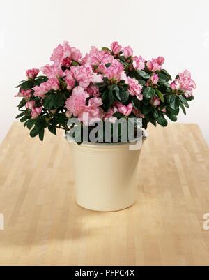 L'azalée (Rhododendron simsii) avec fleur rose en pot en céramique sur la surface en bois Banque D'Images