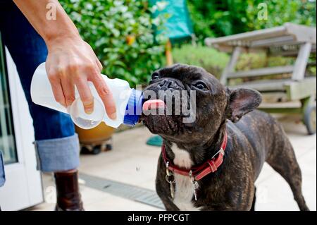 Bouledogue français de la bouteille de l'eau potable Banque D'Images
