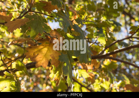 La couleur de l'automne black oak,l'automne, les feuilles de lumière filtrée ourlé de lumière, vert, orange et jaune Banque D'Images