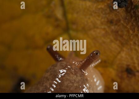 Helix aspersa (Escargot) sur feuille avec des tentacules étendu en partie sur la tête, close-up Banque D'Images