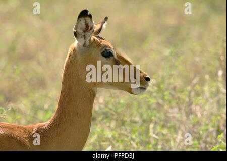 Au Kenya, près de Nairobi, le Parc National de Nairobi, femelle Impala (Aepyceros melampus), la tête de profil Banque D'Images