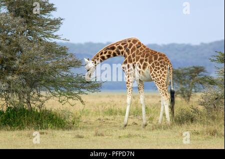 Kenya, vallée du Rift, Parc National de Nakuru de lac, un Rothschild Girafe (Giraffa camelopardalis rothschildi) manger les feuilles d'un arbre Banque D'Images