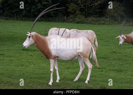 Scimitar-horned oryx (Oryx dammah), groupe d'animaux dans un champ Banque D'Images