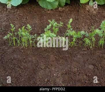 Les semis de carottes semées en une ligne d'environ 2,5 cm d'intervalle, elles doivent s'éclaircie peu plus tard Banque D'Images