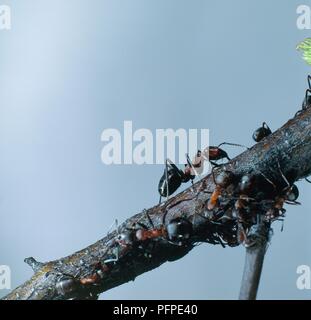 Colonie de les fourmis des bois (Formica rufa) on tree branch Banque D'Images