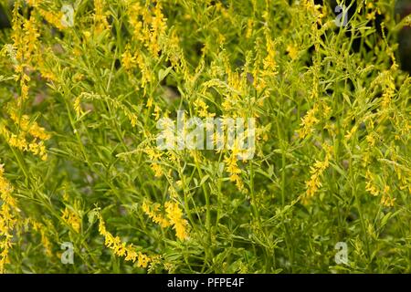 Mélilot (Melilotus, mélilot) avec l'abondance de petites fleurs jaunes et feuilles vert sur de longues tiges Banque D'Images