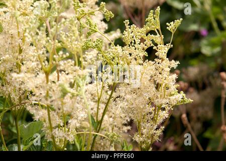 Filipendula ulmaria (Reine des prés), fleurs blanches Banque D'Images