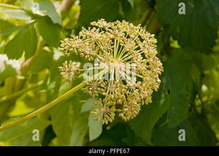 L'Angélique (Angelica archangelica) capitule, close-up Banque D'Images